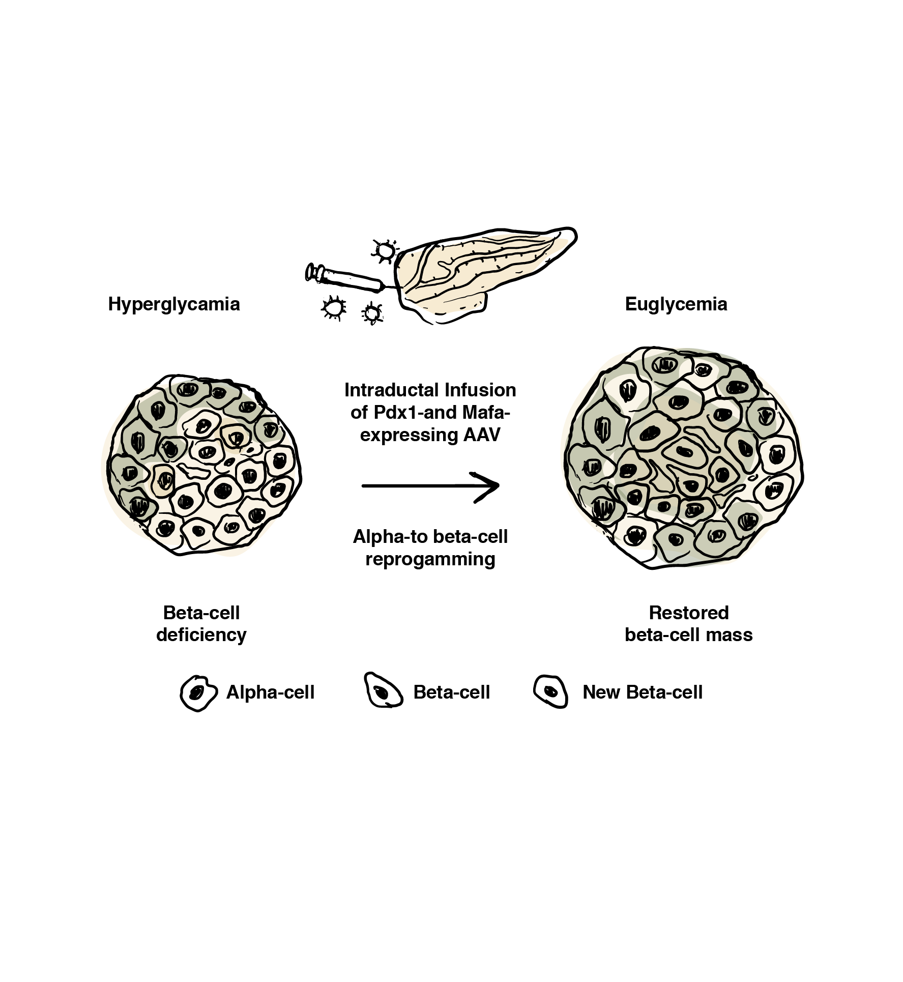 NutriGold D 4 Alpha to Beta cell