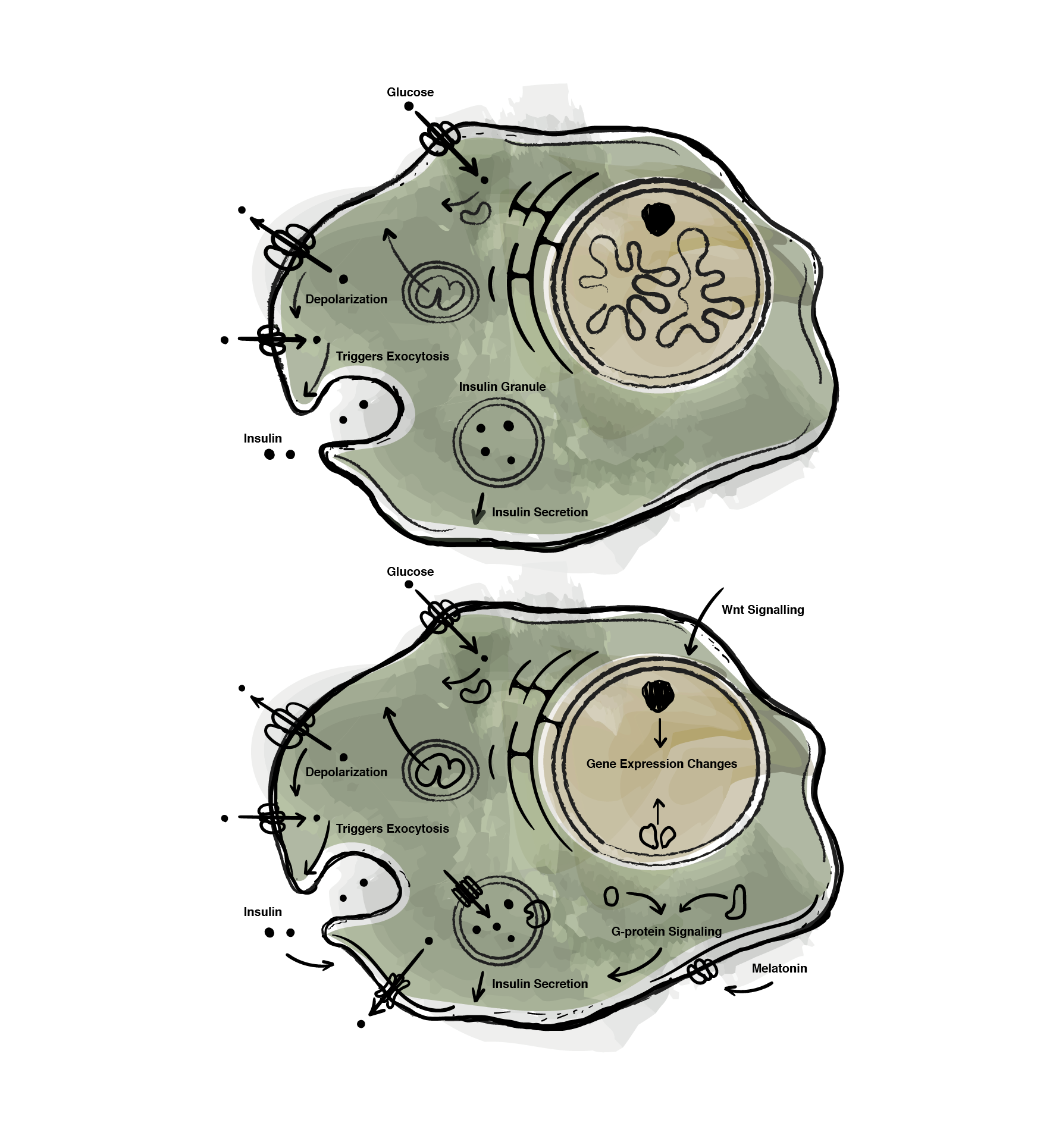 NutriGold D 3 B cell