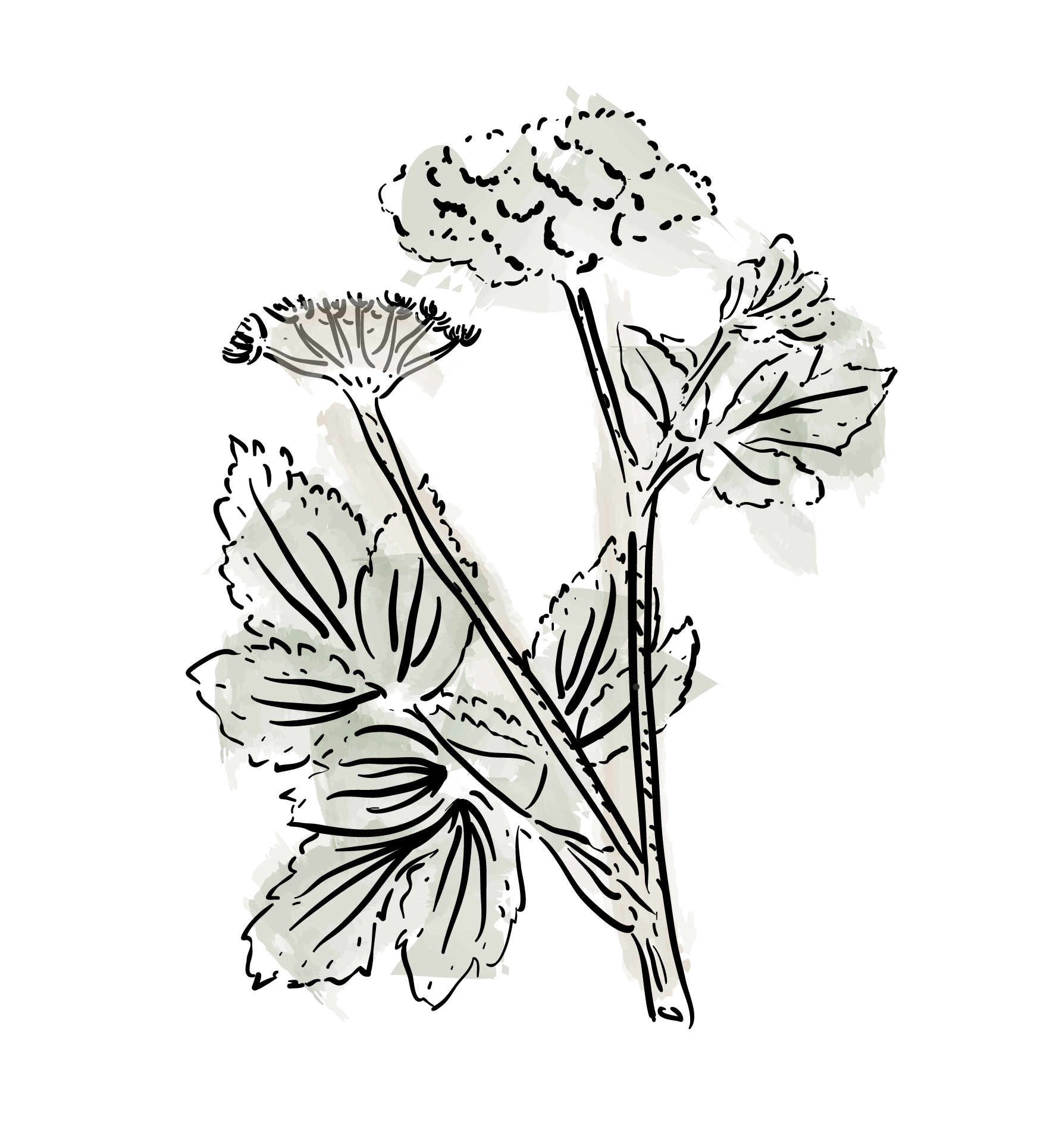Super Adaptogen 300 28 Ligusticum Wallichii
