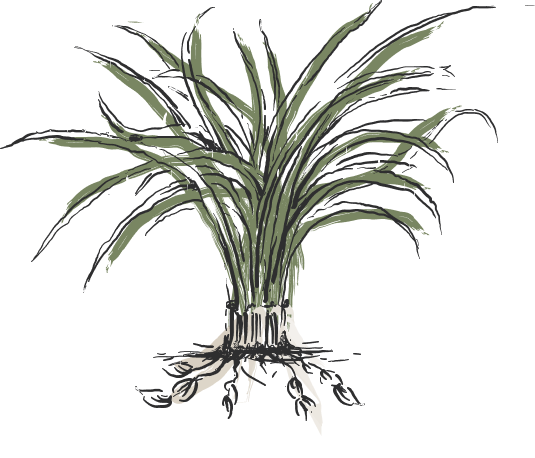 Super Adaptogen 300 6 illustration Formulation